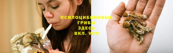 гашик Дмитровск